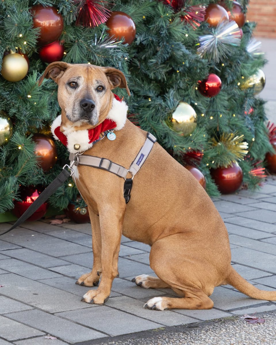 We were casually flipping through pre-Black Friday deals when we noticed something! The harness we use for almost every dog that comes to the shelter is on sale for close to 50% off!

Can you help us stock up? They are at the top of our wish list -
a.co/0QbXSH6