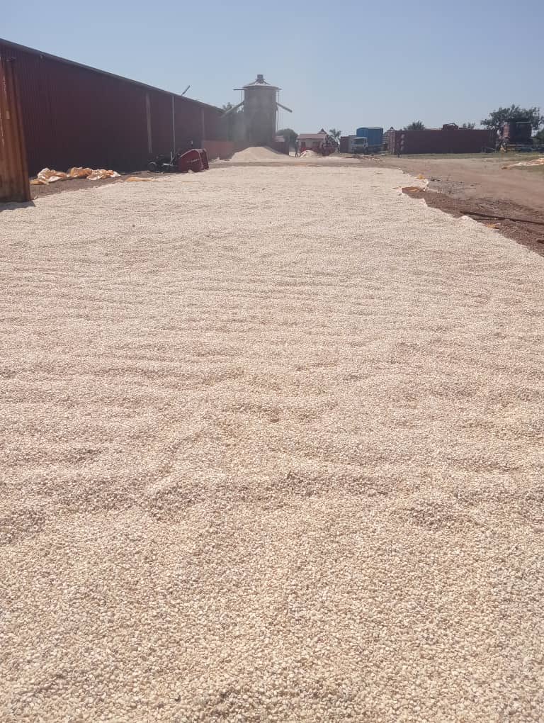 Reigncommodity's tweet image. Second season grain already available in the market