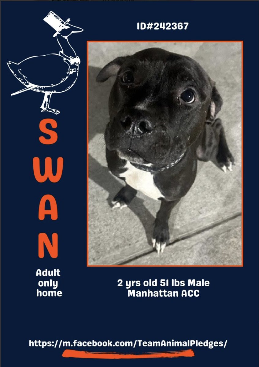 BeeDoDoobieDo's tweet image. #NewDogontheBlock  🦢SWAN 
has already caused a stir being found in NYC as a stray~ nycacc.app/browse/242367

🖤2yr old, ready to be your guy, your snuggles, your reason to smile and enjoy each day. Dogs have a way of teaching you what is important in life. 
🤍This twinkle toes…