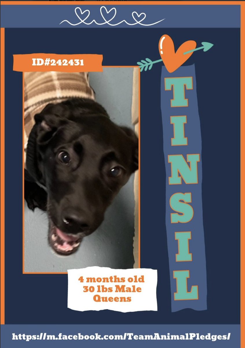 BeeDoDoobieDo's tweet image. 🐶PuppyLove🫠 NEW intake 🧡TINSIL🧡
nycacc.app/browse/242431
How does a little baby, 4mo old stray away by mistake??
🧡Tinsil is ready to brighten your home; 
with his eyes that ✨twinkle, his excitement that will shine🌟, his love that will fill your cold, grinch-like heart with…