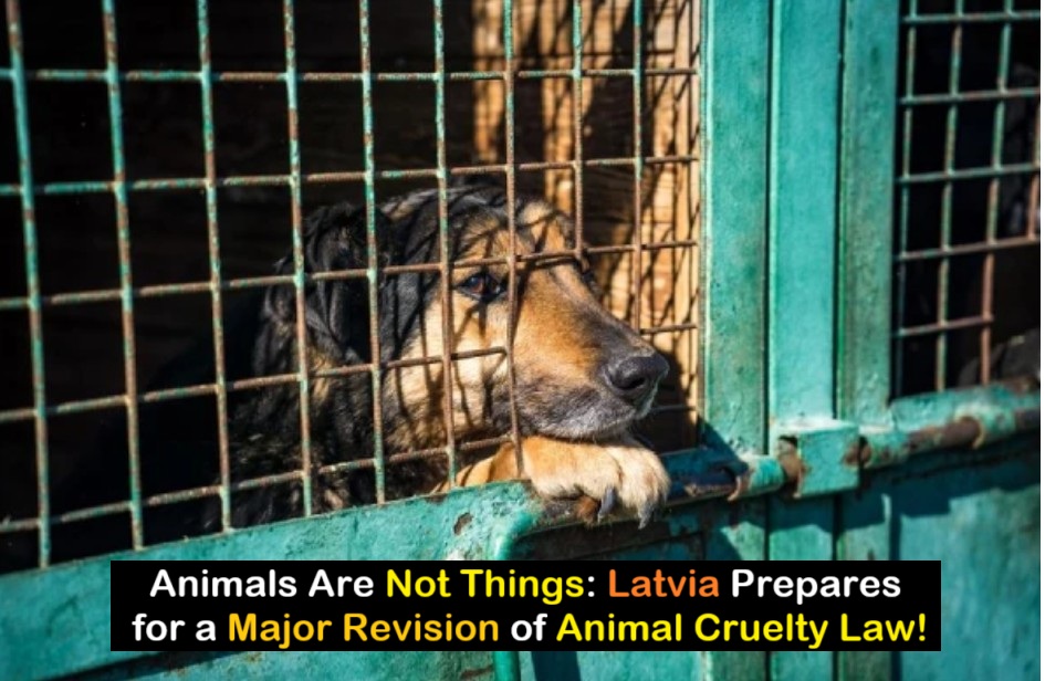 🚨 Excellent News 🚨

Animals Are Not Things: Latvia Prepares for a Major Revision of Animal Cruelty Law.

The current animal protection law is not effective enough in cases of cruelty: often, instead of a criminal process, an administrative one is applied, and the penalties turn