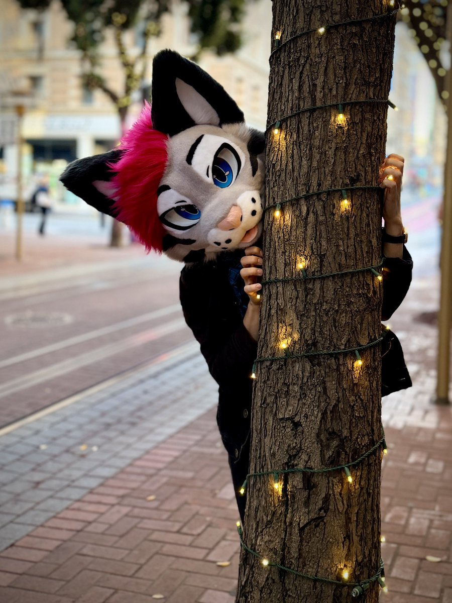 Soju cat ➔ CFZ, Awoostria tweet media