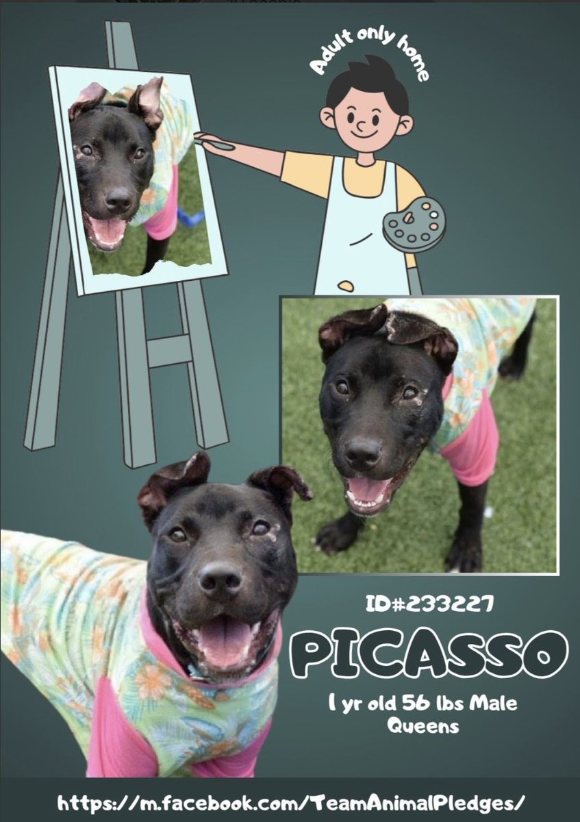 BeeDoDoobieDo's tweet image. 🆕intake Picasso
nycacc.app/browse/233227
Adopted in August, Rtn&apos;d by Thanksgiving

😳Not even 3mo was given to him, he thought again it was where he belonged, his lifetime
😥Picasso is lost but back with familiar faces, he is hoping someone will choose him🫶🏼 again and soon!
🤗he…