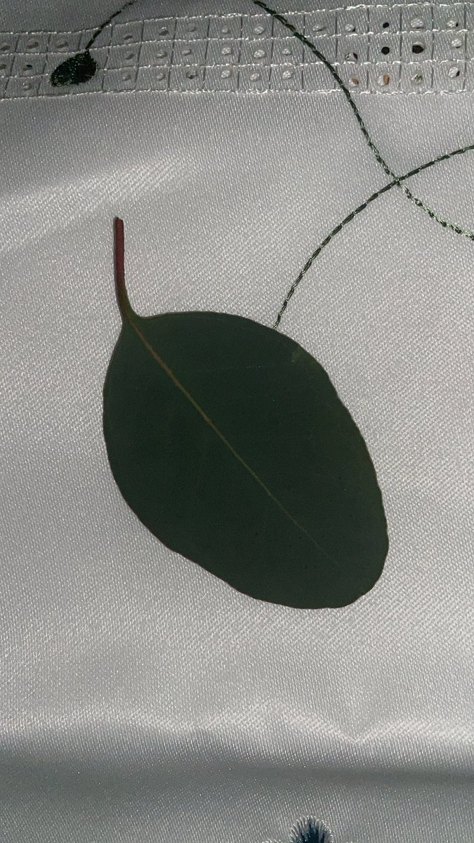 加齢の疲労でゼーゼーしていたら、次女(6歳)から「いいにおいがするはっぱあげる🍀」と🌿いただきました。
ありがとう。　スースークンクンするね。🌱

#まだ11月　#12月はまだ先
