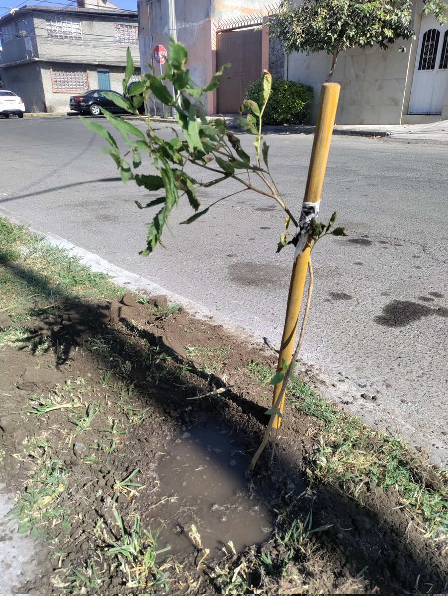 🌳 Hoy plantamos con recursos propios 2️⃣Tecomas Stans en avenida Turquesa, esquina con Azabache, colonia Villa Posadas, #Puebla,🐝 vecinos se comprometieron en cuidarlos y procurar su crecimiento. 
¡Seguimos trabajando para dejar un mejor futuro!🍂 #GuardabosqueUrbano #Forestando