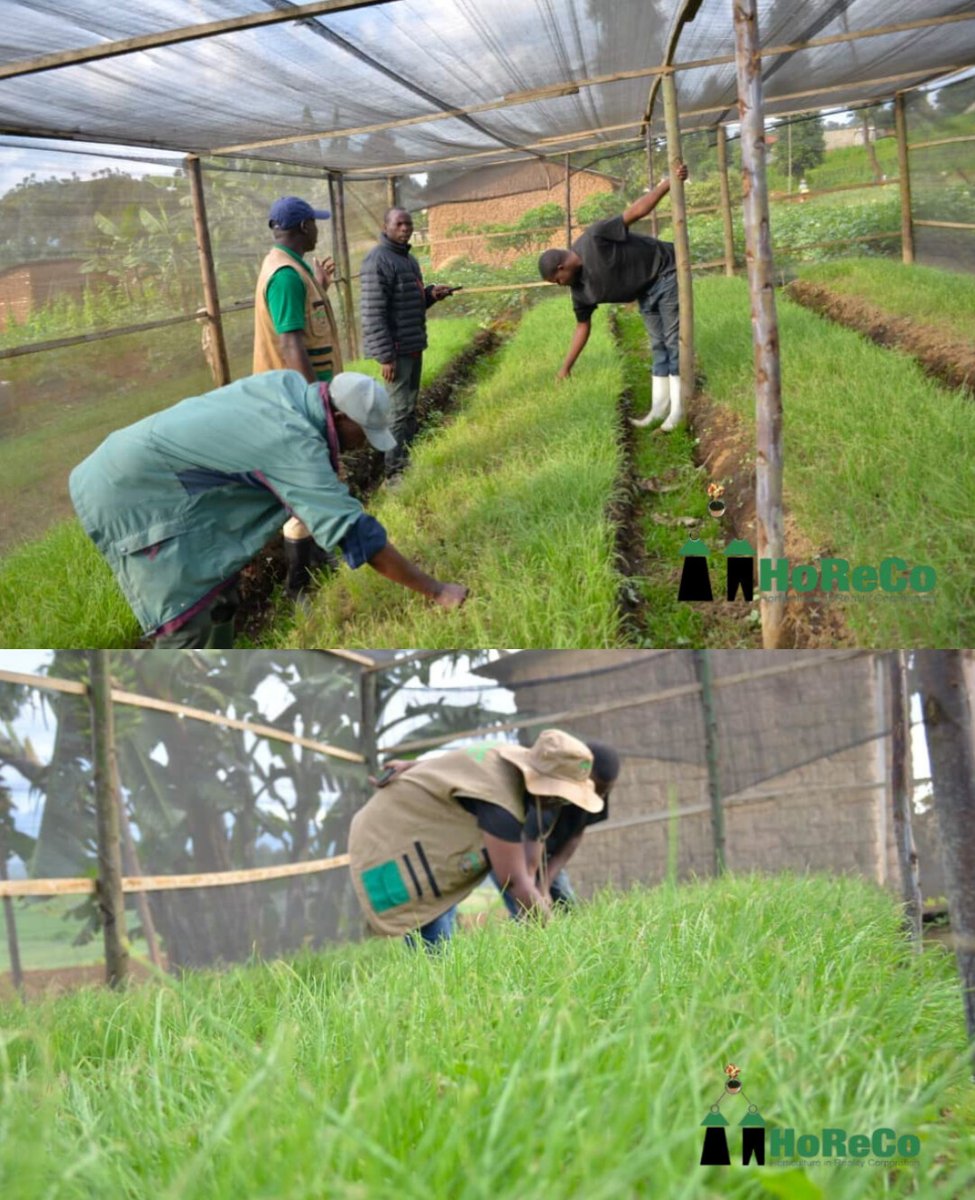 The #KwihazaProject continues to transform farmers’ livelihoods in Busasamana Sector under the KOPINDABU Cooperative. After receiving comprehensive training and practical skills from <a href="/HoReCo_Rw/">HoReCo-Rwanda</a> agronomists on establishing onion nurseries, farmers have successfully developed