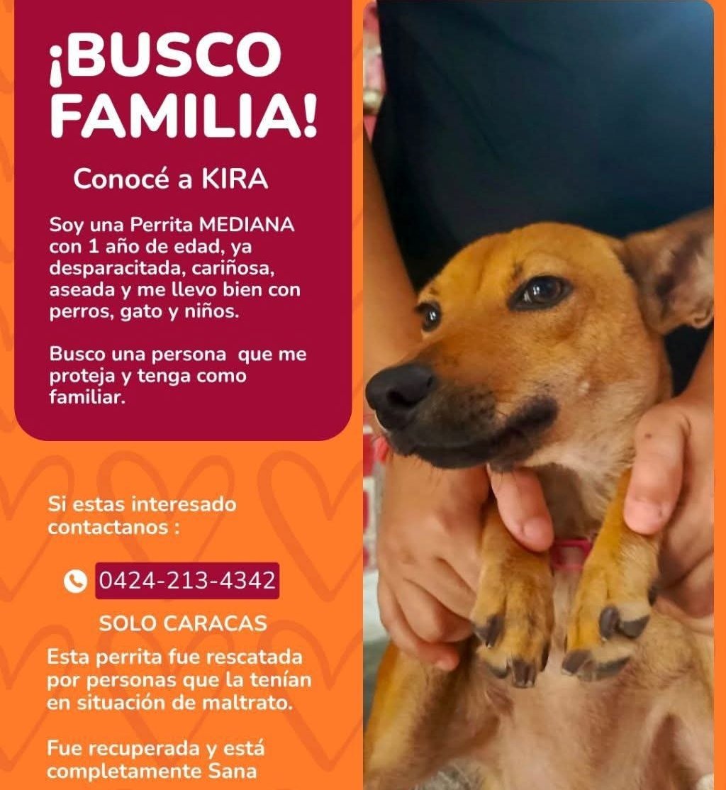 PerroUsuario's tweet photo. Kira busca hogar responsable.
❤️  Es mediana
❤️ 1 año de edad 
❤️ Cariñosa
❤️ Se lleva bien con gatos, perros y niños. 
❤️ NO es agresiva . 

URGENTE. Busca familia que la ame. Fue rescatada de personas que la maltrataban
WHATSAPP: 04242134342
Solo Caracas y  Miranda https://t.co/xUsGlIsfLM