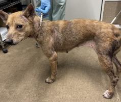 siba4884's tweet image. 🆘️保健所収容情報です｡

大分動物愛護センターに収容されているメスの雑種犬になります。皆さまのご協力宜しくお願い致します。 
city.oita.oita.jp/o245/kurashi/p…