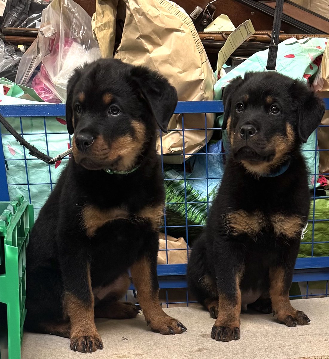 TPD Reggie (left) and TPD Ronnie ( right) our first ever Rottweiler pups just seem to take everything in their stride. They are certainly getting lots of attention
