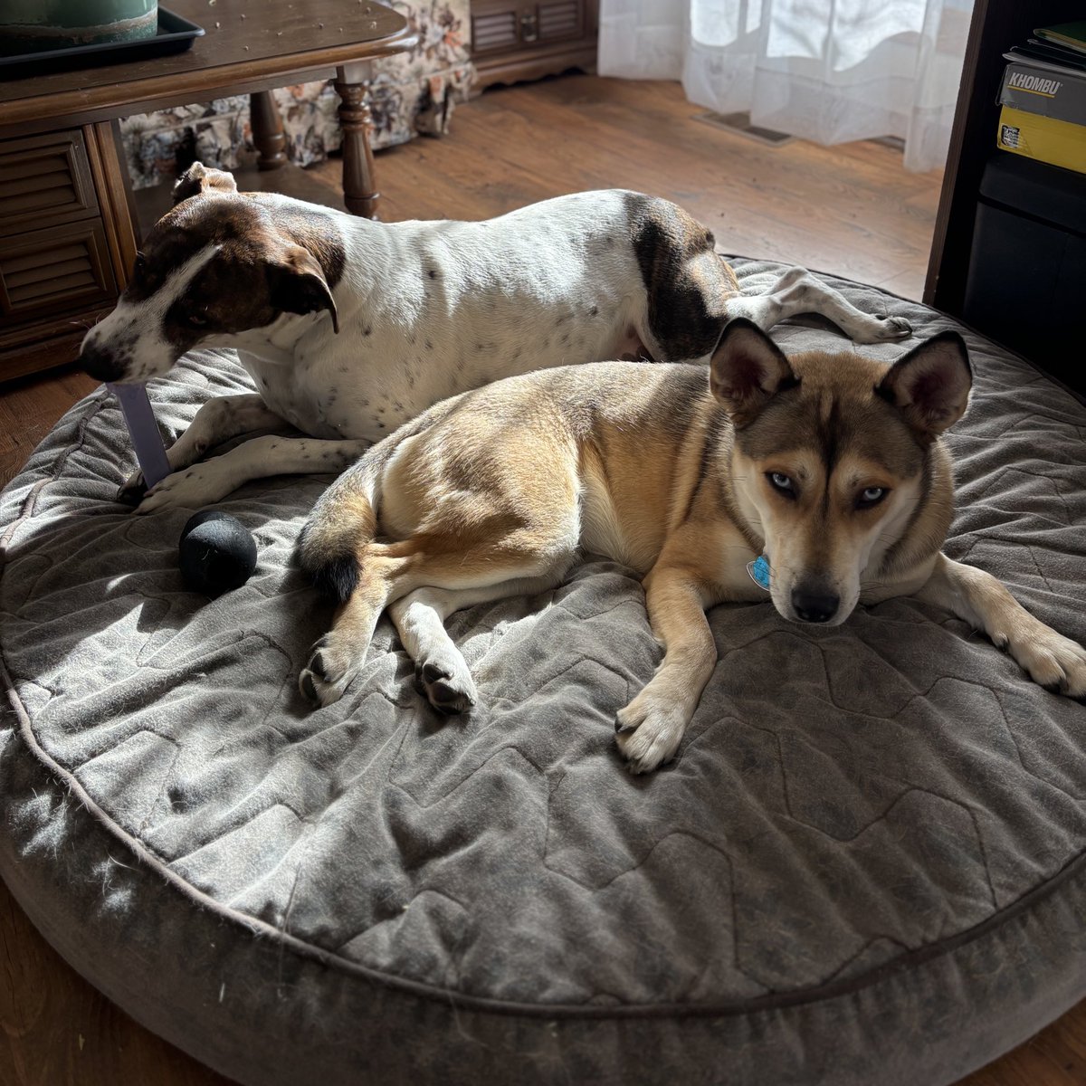 CoachNFarr's tweet image. Happy Thanksgiving from new “cousins” Louie and Crystal, two peas in a pod! 
🫛 🦃 🍂