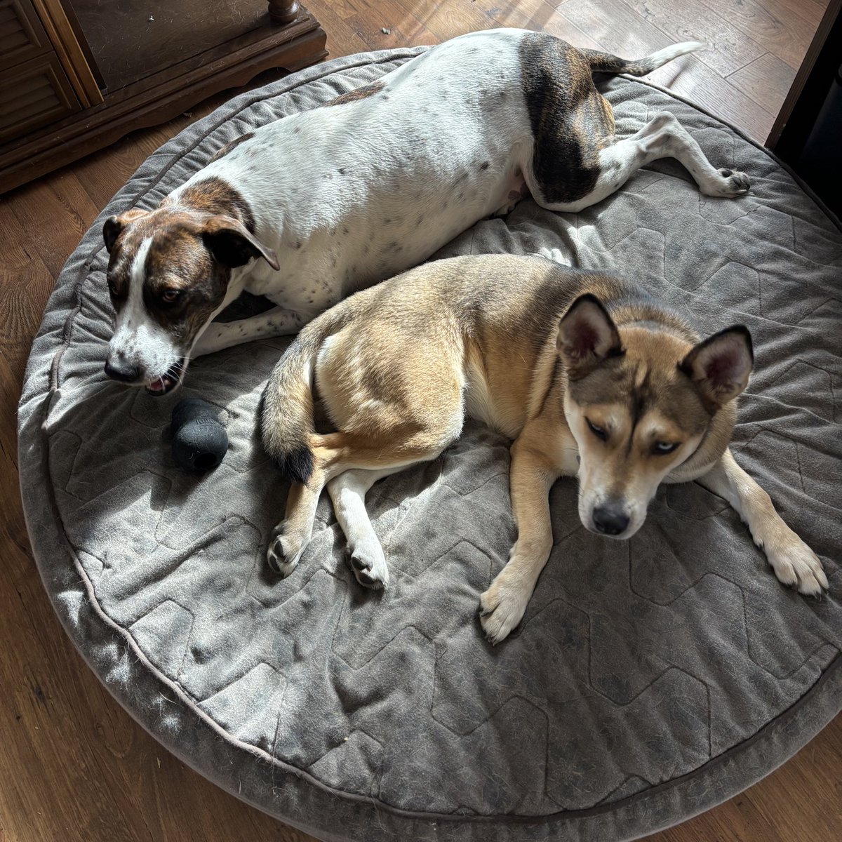 CoachNFarr's tweet image. Happy Thanksgiving from new “cousins” Louie and Crystal, two peas in a pod! 
🫛 🦃 🍂