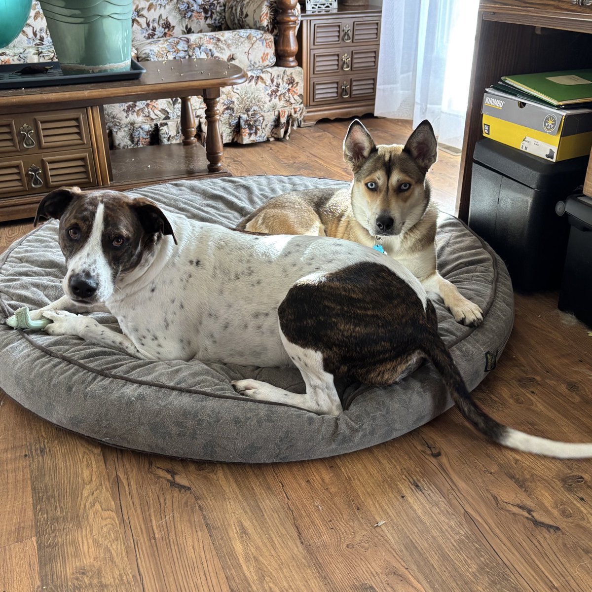 CoachNFarr's tweet image. Happy Thanksgiving from new “cousins” Louie and Crystal, two peas in a pod! 
🫛 🦃 🍂