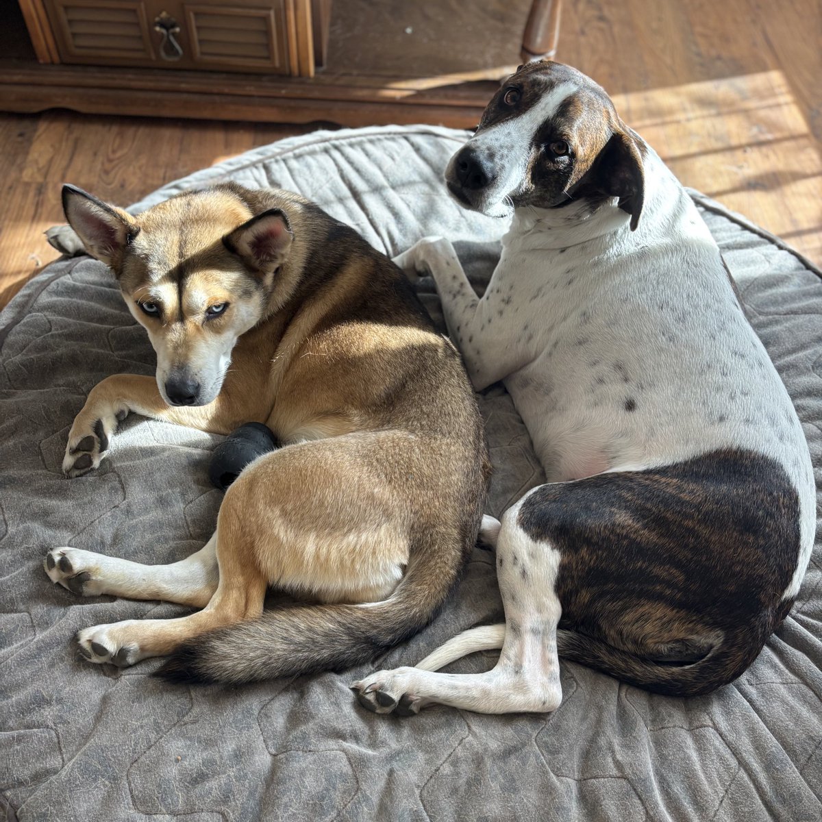 CoachNFarr's tweet image. Happy Thanksgiving from new “cousins” Louie and Crystal, two peas in a pod! 
🫛 🦃 🍂