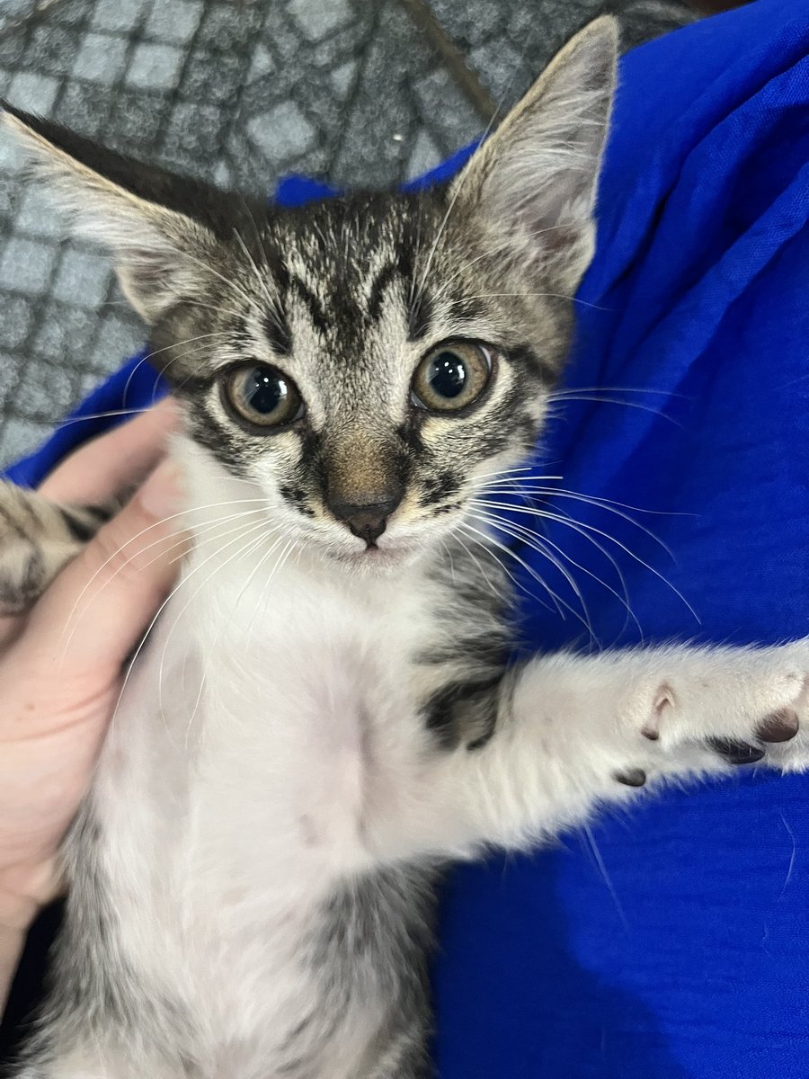 AbrigoMeimei's tweet image. Gente… tem dia que é DIFÍCIL!

Minha mãe chegou da faculdade e uma rua atrás de casa encontrou três gatinhos filhotes abandonados na calçada, ao lado de um pote de comida. Ali é extremamente movimentado, por muita sorte não aconteceu nada com eles ali. E então ela os trouxe pro…