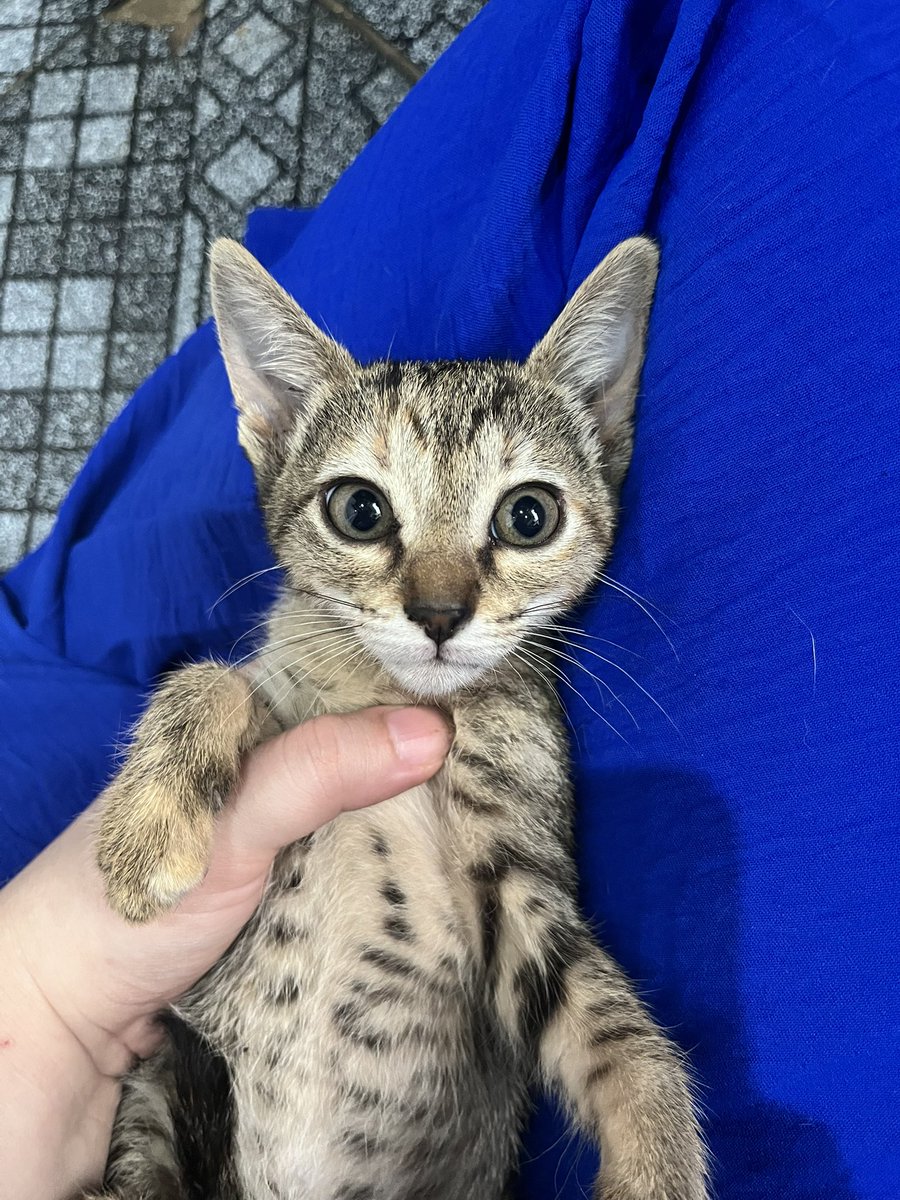 AbrigoMeimei's tweet image. Gente… tem dia que é DIFÍCIL!

Minha mãe chegou da faculdade e uma rua atrás de casa encontrou três gatinhos filhotes abandonados na calçada, ao lado de um pote de comida. Ali é extremamente movimentado, por muita sorte não aconteceu nada com eles ali. E então ela os trouxe pro…