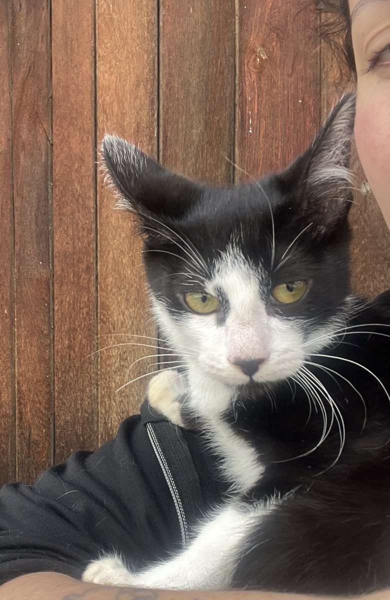 AbrigoMeimei's tweet image. Gente… tem dia que é DIFÍCIL!

Minha mãe chegou da faculdade e uma rua atrás de casa encontrou três gatinhos filhotes abandonados na calçada, ao lado de um pote de comida. Ali é extremamente movimentado, por muita sorte não aconteceu nada com eles ali. E então ela os trouxe pro…