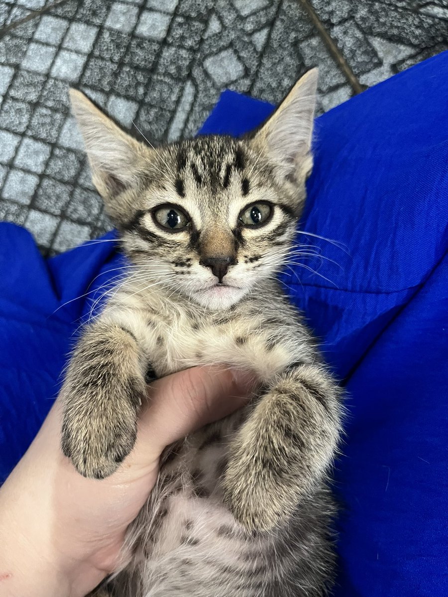 AbrigoMeimei's tweet image. Gente… tem dia que é DIFÍCIL!

Minha mãe chegou da faculdade e uma rua atrás de casa encontrou três gatinhos filhotes abandonados na calçada, ao lado de um pote de comida. Ali é extremamente movimentado, por muita sorte não aconteceu nada com eles ali. E então ela os trouxe pro…