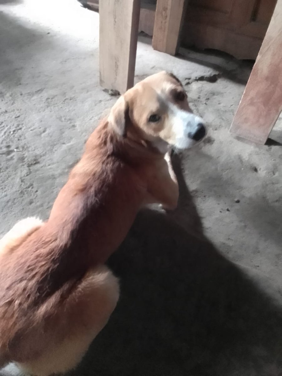 SERVICIO SOCIAL✅️
#SEBUSCA 📣
#EXTRAVIADO ‼️

Se perdió ayer por la mañana por la 29 calle Oriente San Salvador ,por las Carnitas Mamá Chuz
Se llama TERRY si alguien lo ha visto puede llamar o escribir al número 66895565