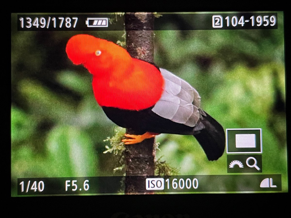 No trip to the Andes would be complete without a visit to an Andean Cock of the Rock lek! 😍😍