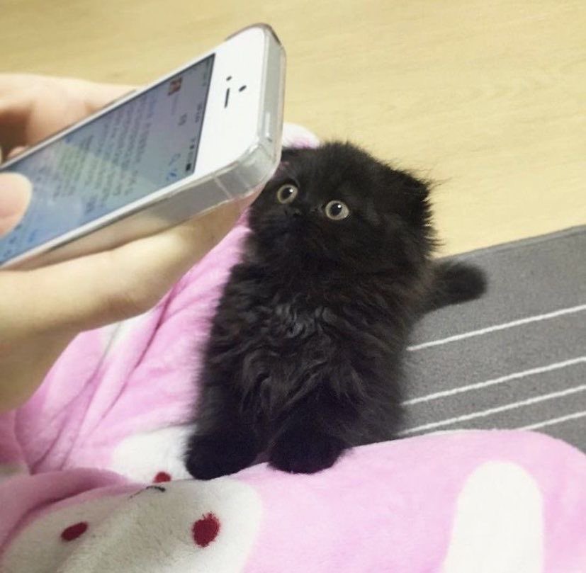 visualscat's tweet image. 