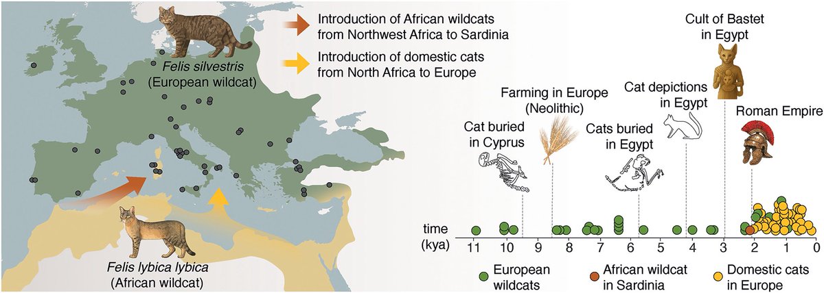 The introduction of domestic cats to Europe.

The genomes of ancient cats from archaeological sites across Europe and Anatolia (dark circles in the map) revealed that domestic cats were introduced to Europe from North Africa starting at ~2 thousand years ago (kya), several