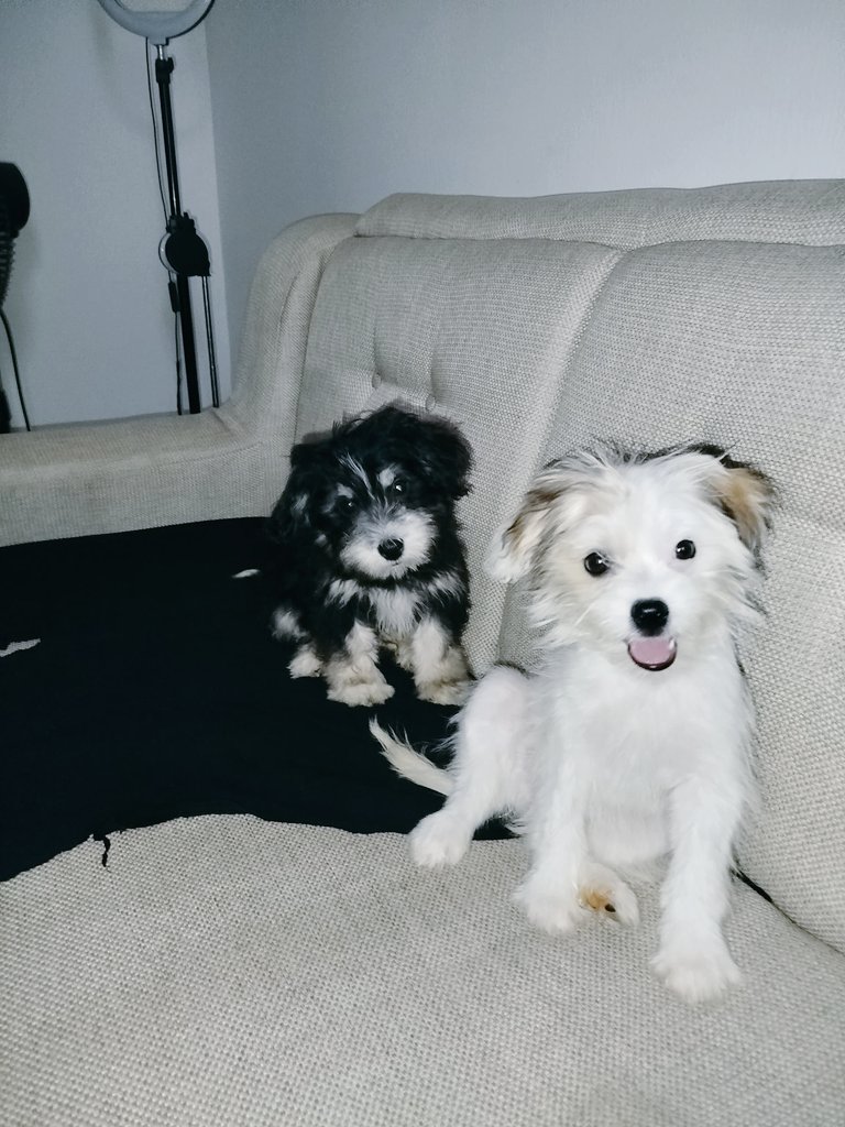 Theegenn's tweet image. Here&apos;s me and my proof of Siggy 

Gritual 😜