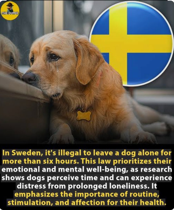 In Sweden, animal welfare isn’t just a value ~ it’s the law. 🇸🇪🐾

Under Swedish regulations, Dogs can’t be left alone for more than six hours at a time. The rule exists to ensure pets receive proper care, companionship, and exercise throughout the day, recognizing that isolation