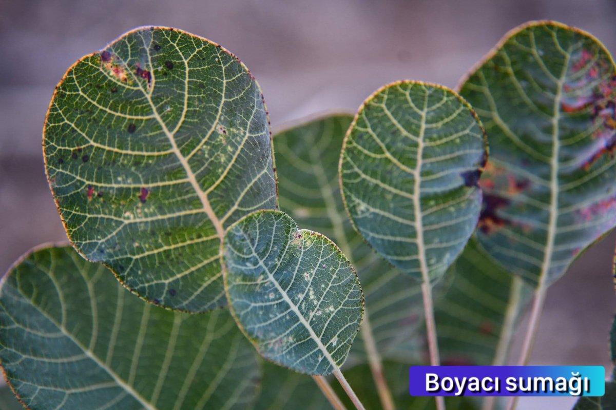 Birkaç tür tanıyalım mı?

Alıç:
Türkiye’de yaygın görülen dikenli bir çalı veya küçük ağaçtır. Yaprakları derin loblu, çiçekleri beyaz, meyveleri sonbaharda kızaran küçük tanelerdir. Kalp sağlığını destekleyici özellikleriyle bilinir. Meyvesi taze, kurutulmuş ya da marmelat