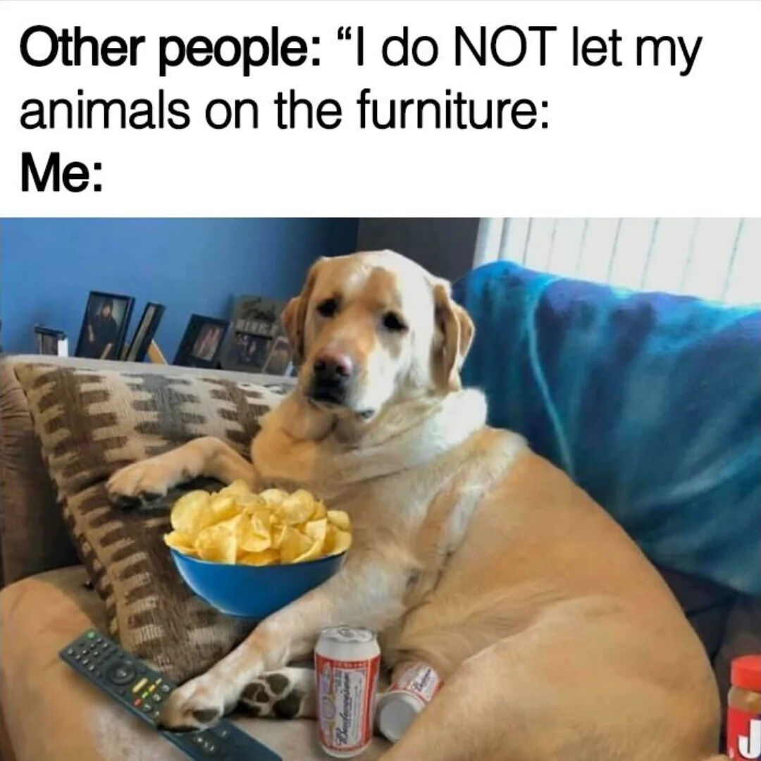 WholesomeMemes (@wholesomememe) on Twitter photo 