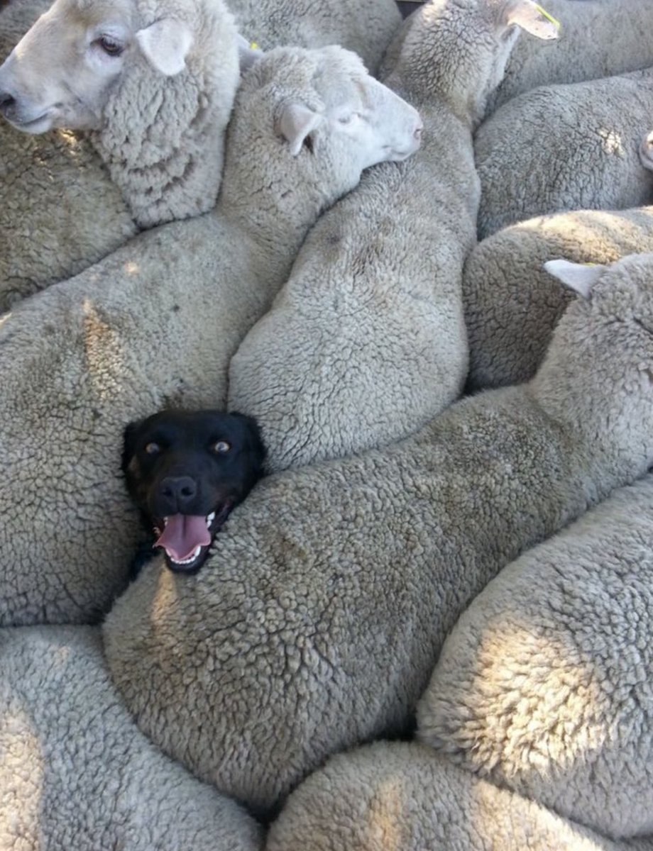 melekruby's tweet image. İso ve keçiler💞💞💞 #TaşacakBuDeniz