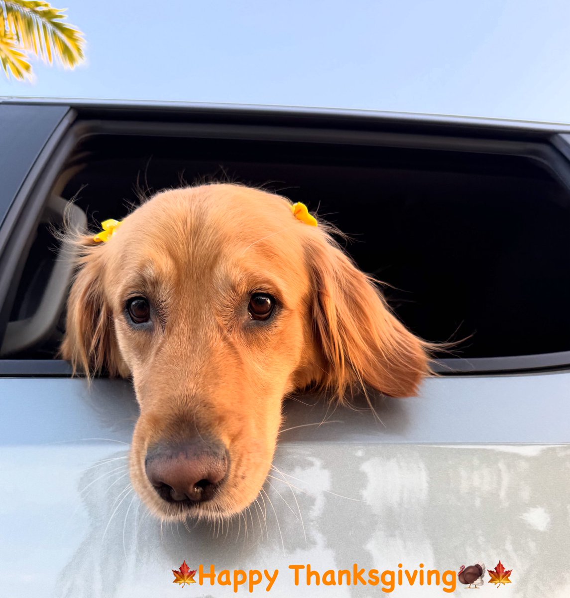 LasBrisaCarWash's tweet image. Happy Thanksgiving🍁🦃🍂🧡 #lasbrisas #carwash #oilchanges #thanksgiving #thankful #felizdiadeacciondegracias #🙏 #goldenretriever #animallover #lovely #🍁 Free🚘wash💦 on your Birthday🎁
