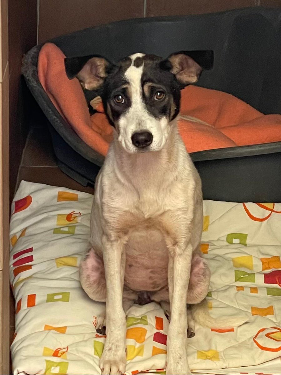 Pro_Ani_LaNucia's tweet image. Martina tiene 10 meses, viene de un síndrome de Noé, está muy delgadita y sobre todo trae miedo, mirad esos ojitos.
Necesita un hogar donde le den la seguridad y el cariño que le ha faltado.
En adopcion en La Nucia