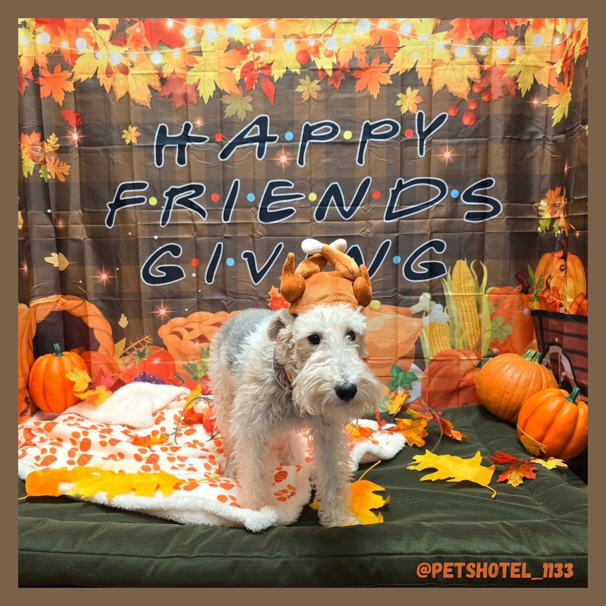 Happy Thanksgiving from Bailey Sue 🐾and me.