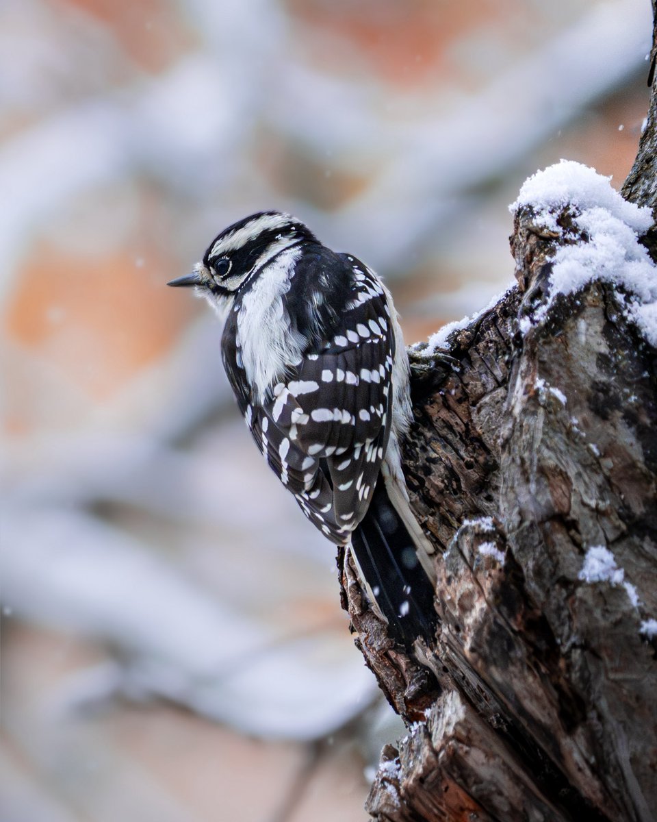 Intotheframes's tweet image. Canada, woodpecker