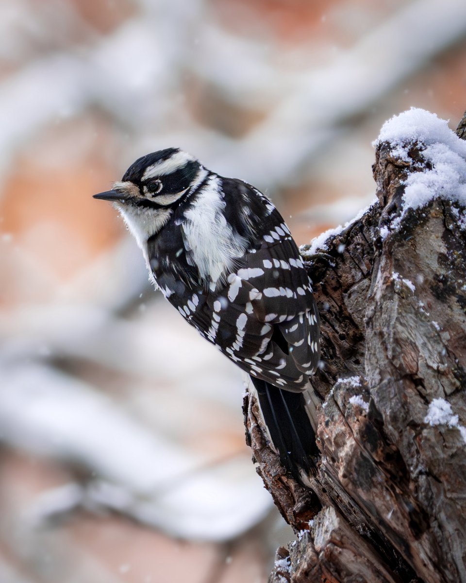 Intotheframes's tweet image. Canada, woodpecker