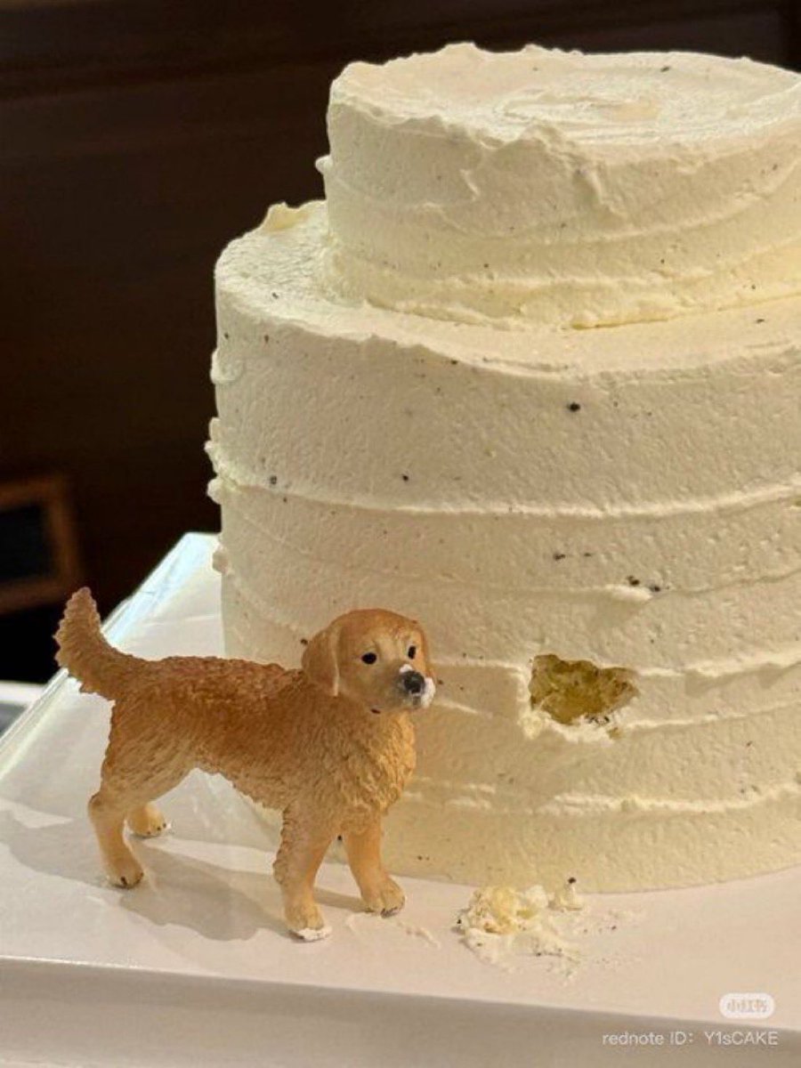 everythingdogss's tweet image. 