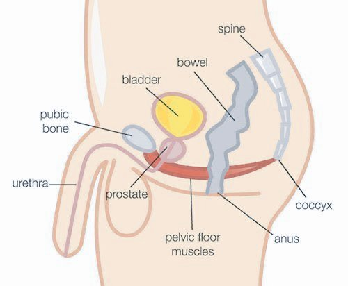 otolz_'s tweet image. 5 ejercicios para aumentar la resistencia, la fuerza y ​​los niveles de testosterona, curar la disfunción eréctil y mucho más...

(UN HILO) 👇