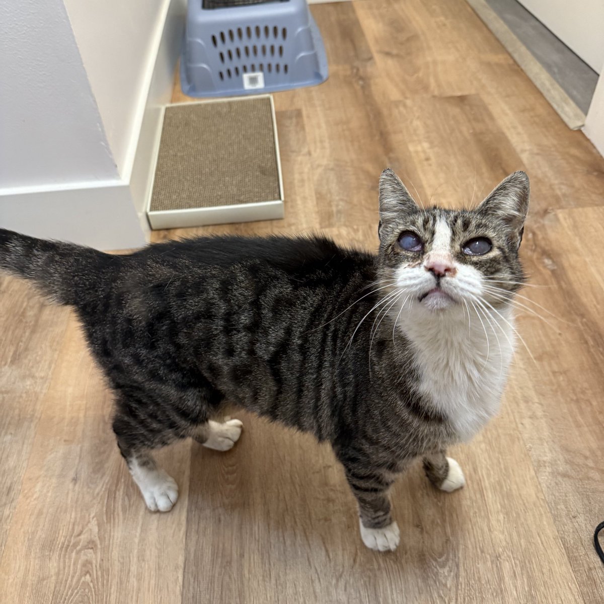 feederofcats's tweet image. Happy Thanksgiving to all of our friends 🩷

I have a lot to be thankful for this year. Together, we have saved so many cats from struggling on the streets and other terrible situations. So many cats are warm and safe today because of this rescue, and because of your support 🩷