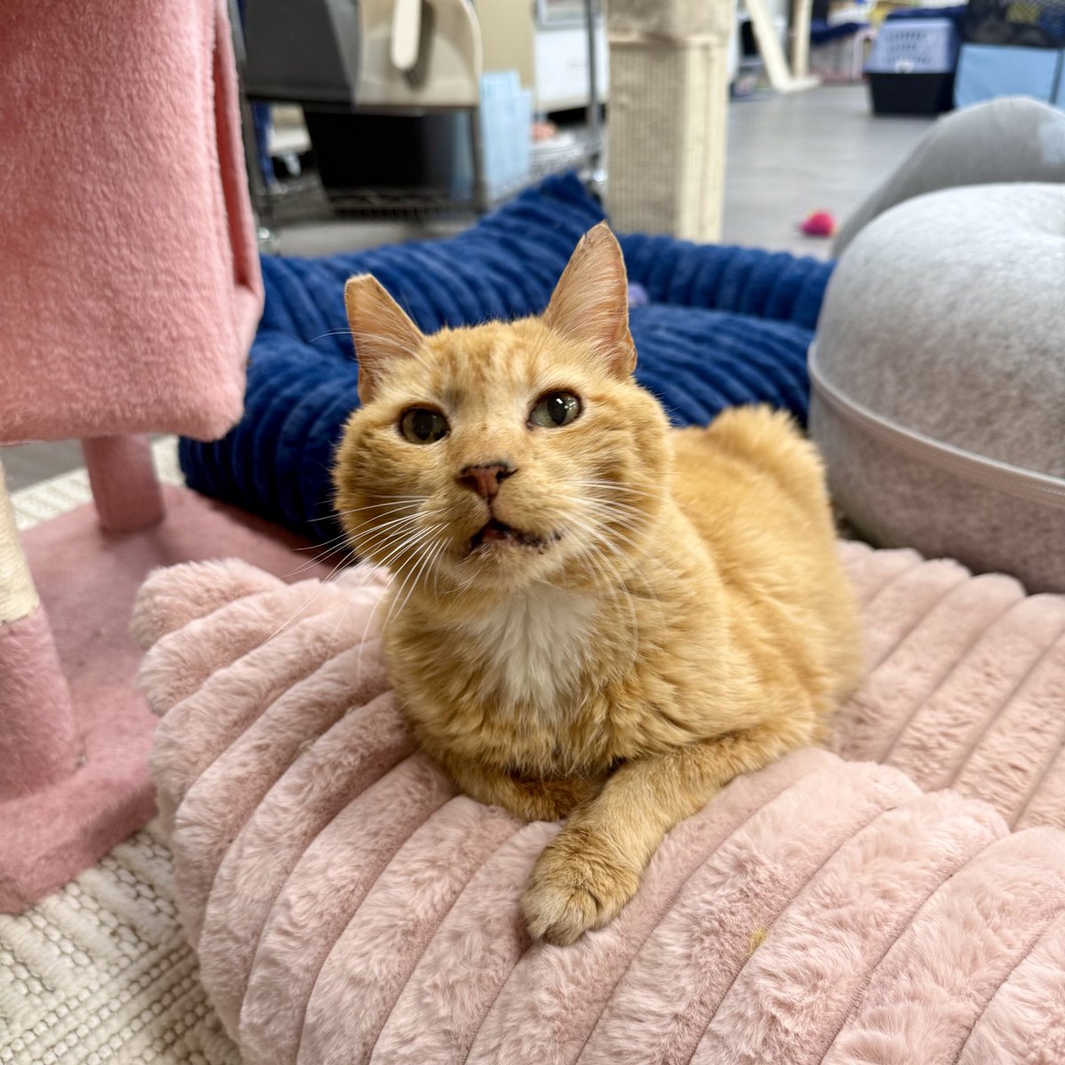 feederofcats's tweet image. Happy Thanksgiving to all of our friends 🩷

I have a lot to be thankful for this year. Together, we have saved so many cats from struggling on the streets and other terrible situations. So many cats are warm and safe today because of this rescue, and because of your support 🩷