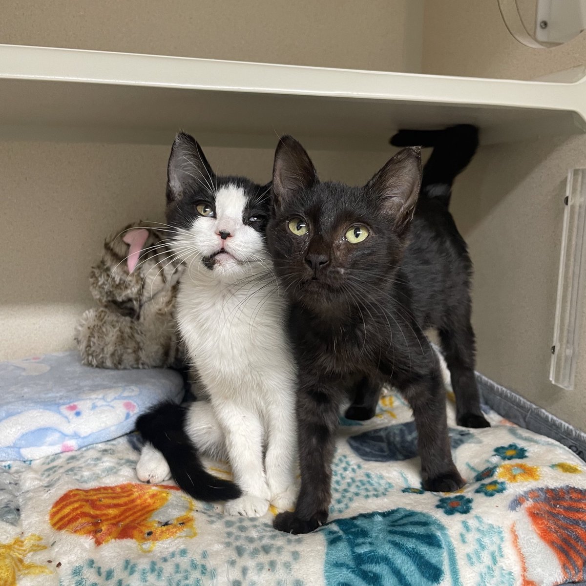 feederofcats's tweet image. Happy Thanksgiving to all of our friends 🩷

I have a lot to be thankful for this year. Together, we have saved so many cats from struggling on the streets and other terrible situations. So many cats are warm and safe today because of this rescue, and because of your support 🩷