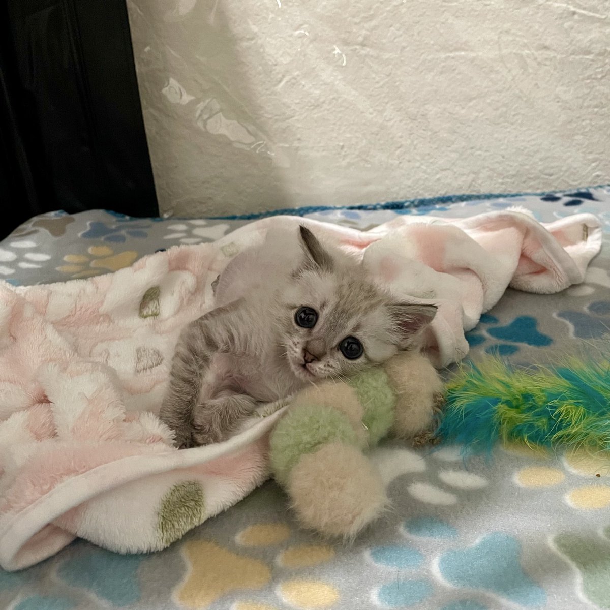 feederofcats's tweet image. Happy Thanksgiving to all of our friends 🩷

I have a lot to be thankful for this year. Together, we have saved so many cats from struggling on the streets and other terrible situations. So many cats are warm and safe today because of this rescue, and because of your support 🩷