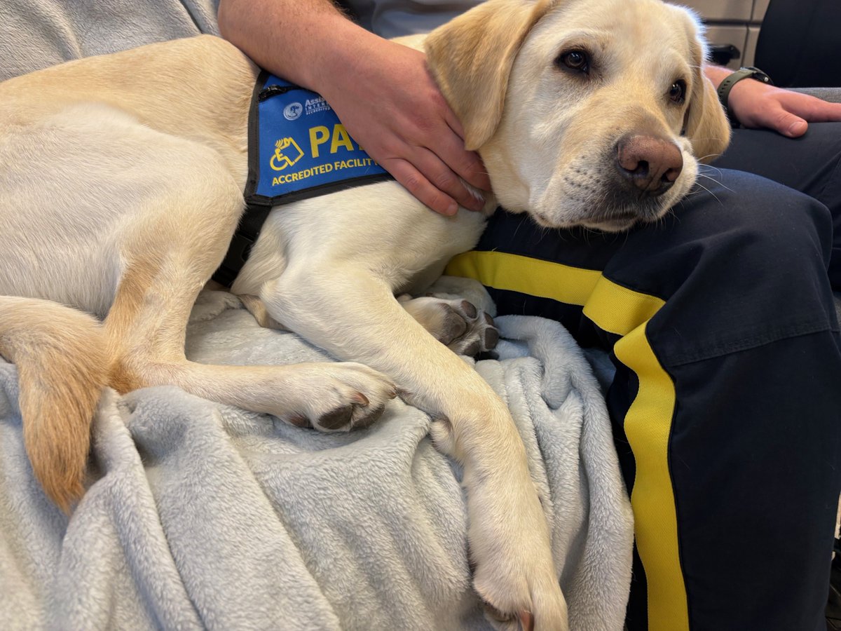 RidgeRCMP's tweet photo. It’s been one year since we’ve officially welcomed Loki, our Accredited Facility Dog, to #MapleRidge! Loki has proven an invaluable resource to our officers and @YourMapleRidge staff this past year.
Learn more: https://t.co/tmCjfdvNpt
#dogswithjobs #PADSDogs https://t.co/1qTsX0zbVL
