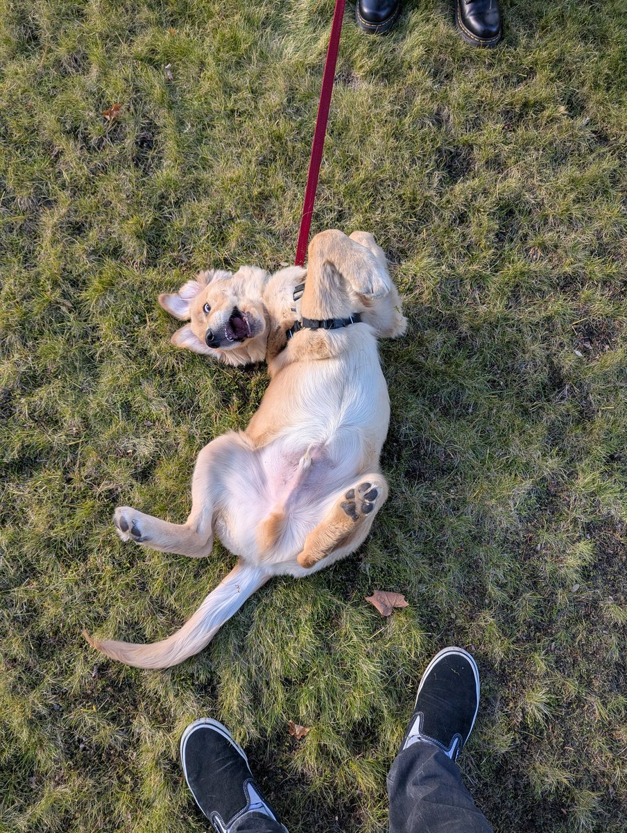 I want a puppy so bad