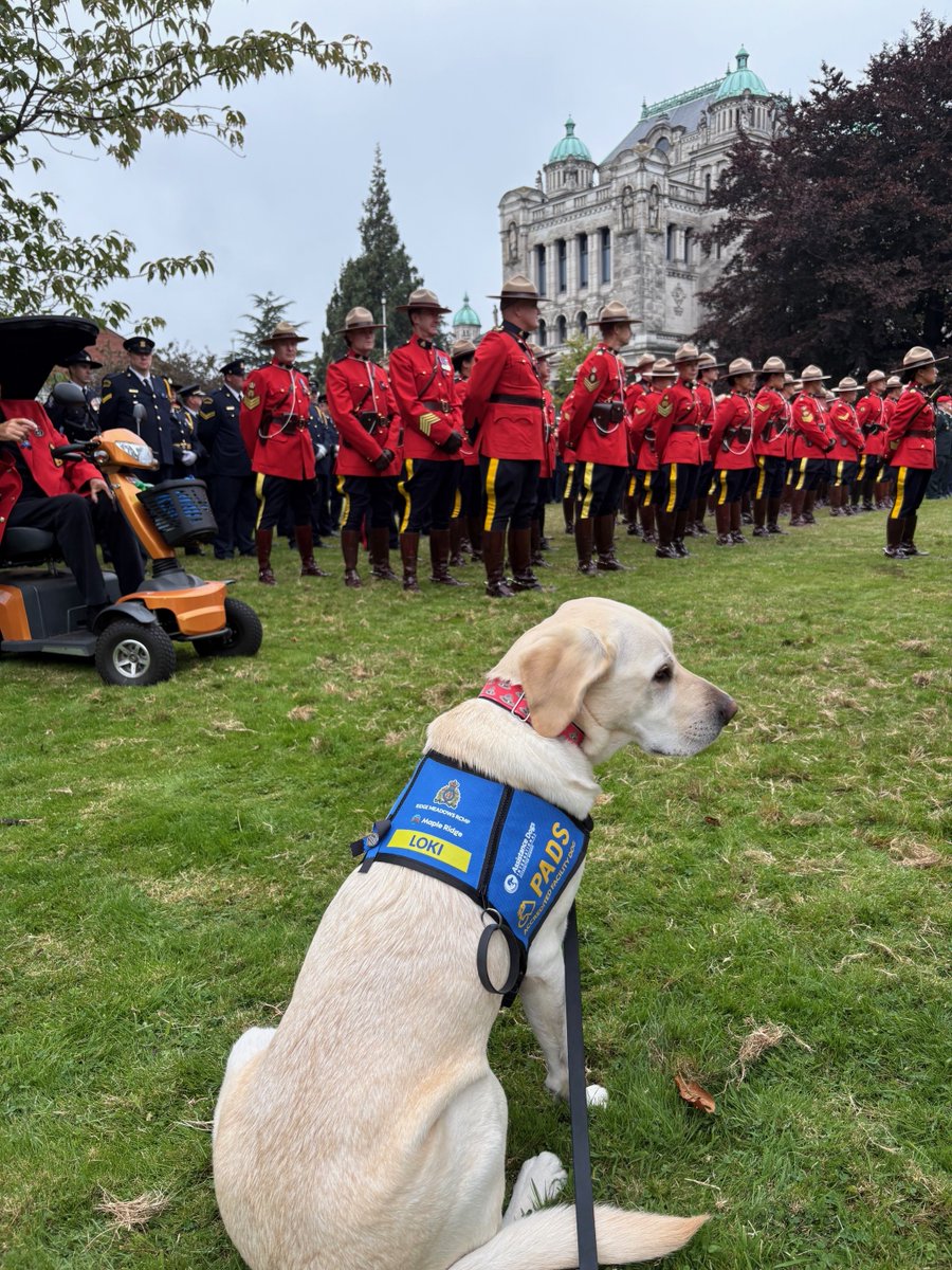 RidgeRCMP's tweet photo. It’s been one year since we’ve officially welcomed Loki, our Accredited Facility Dog, to #MapleRidge! Loki has proven an invaluable resource to our officers and @YourMapleRidge staff this past year.
Learn more: https://t.co/tmCjfdvNpt
#dogswithjobs #PADSDogs https://t.co/1qTsX0zbVL