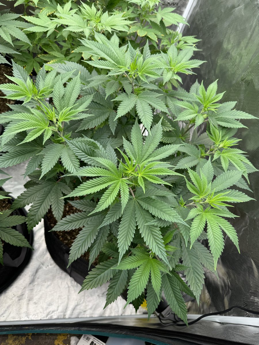 Little update on the training with <a href="/theBudTrainer/">BudTrainer</a> clips, they did a great job of bushing out this Chemdog plant 💚
