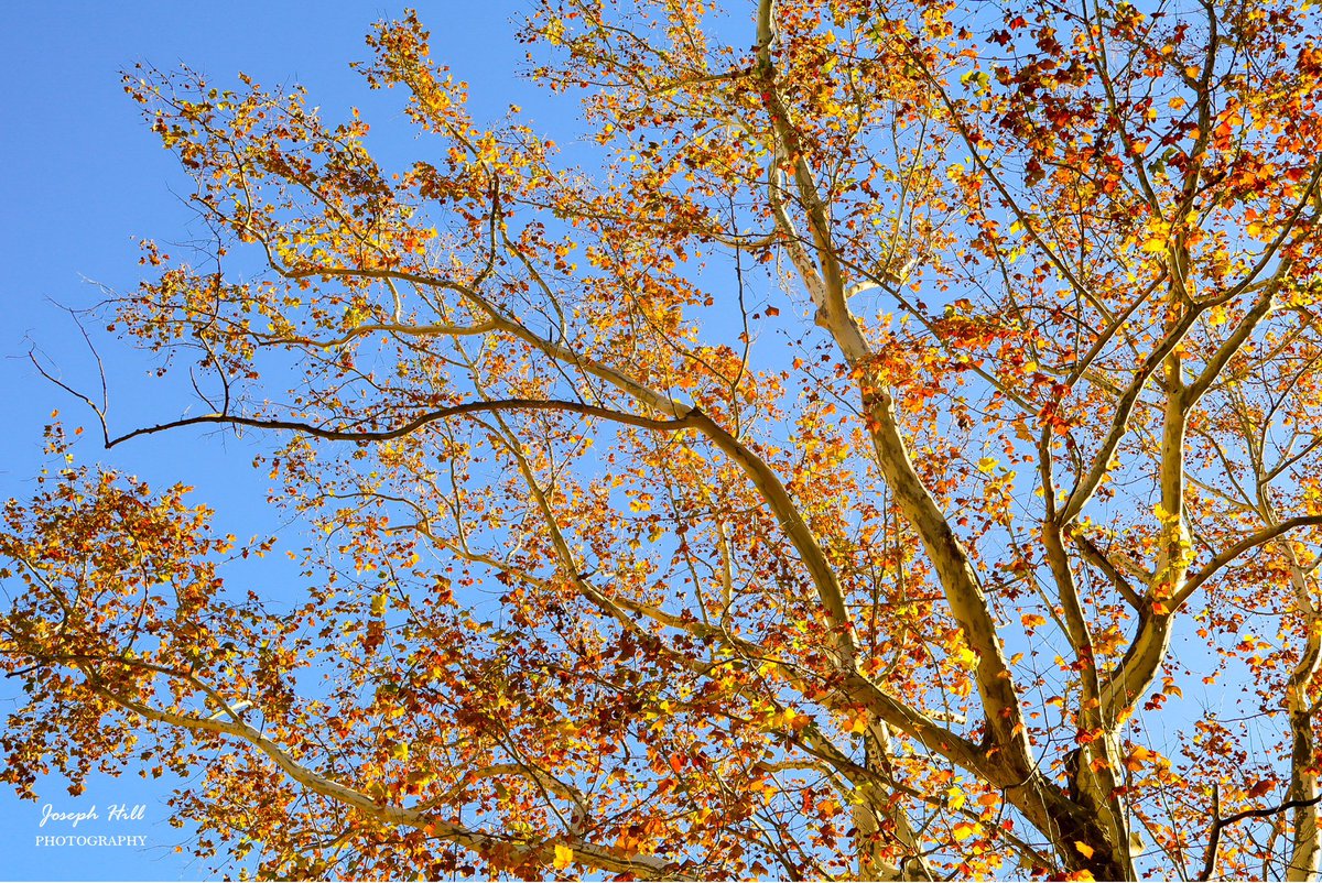JosephHill3794's tweet photo. Autumn Sky🍁 
Photo By: Joseph Hill🙂📸🍁

#AutumnSky #bluesky #tree #autumntree #autumnleaves #leaves #autumncolors #colorful #beautiful #peaceful #nature #daylight #autumnvibes #autumnphotography #SouthernPinesNC #November https://t.co/i0AJCi7K16