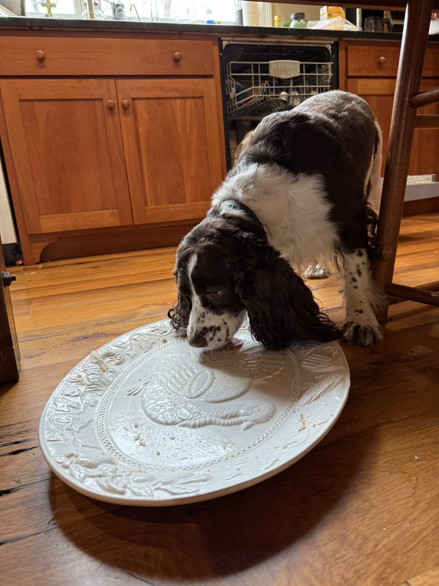 firstdogofohio's tweet photo. I take my job on Thanksgiving very seriously https://t.co/VnoTkfDVaj