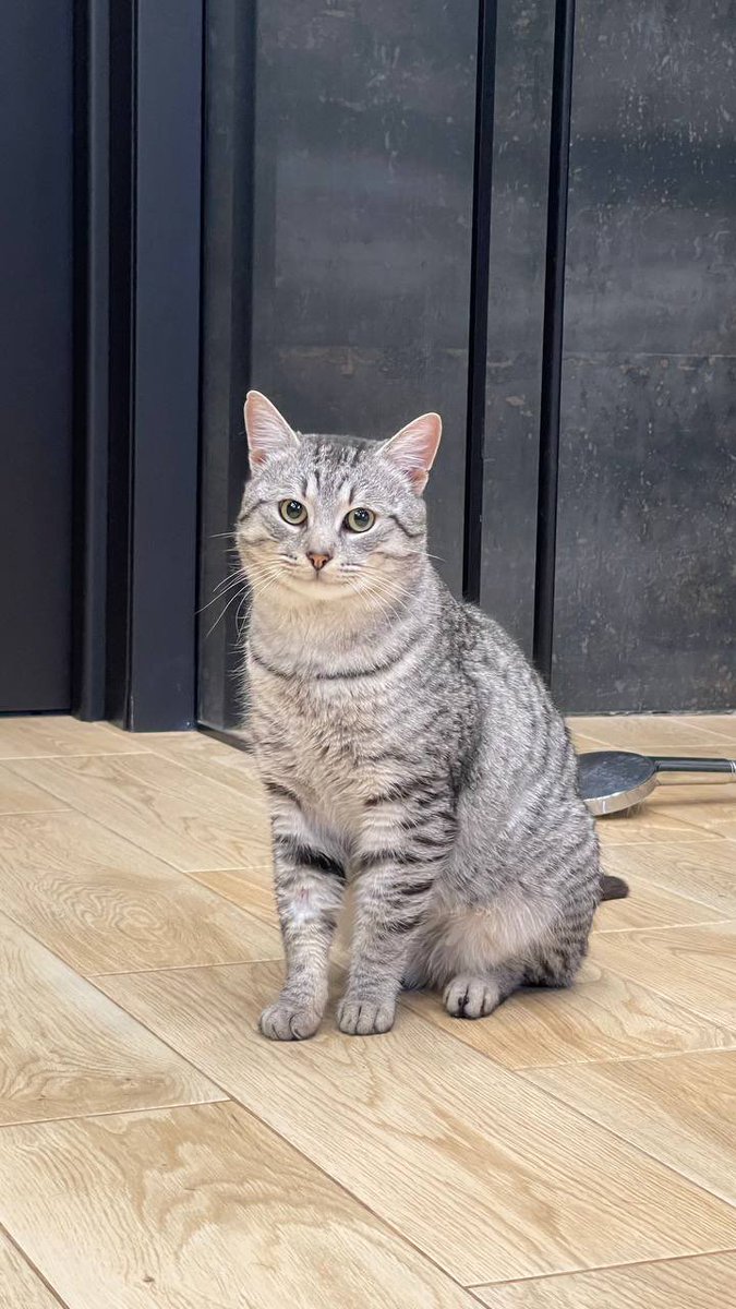 Рівно рік як чудовий Сирочок вдома. Обожнюю цю родину і цю історію. Вона магічна від початку до кінця. А почалась вона так «якось я чомусь поїхала не тією дорогою по справам з собакою в авто і не мала переноски, але я побачила сумного котика біля фори і розвернувшись там де не