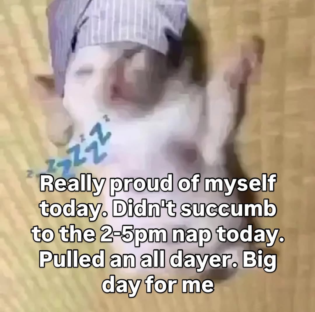 literallymecats's tweet image. 