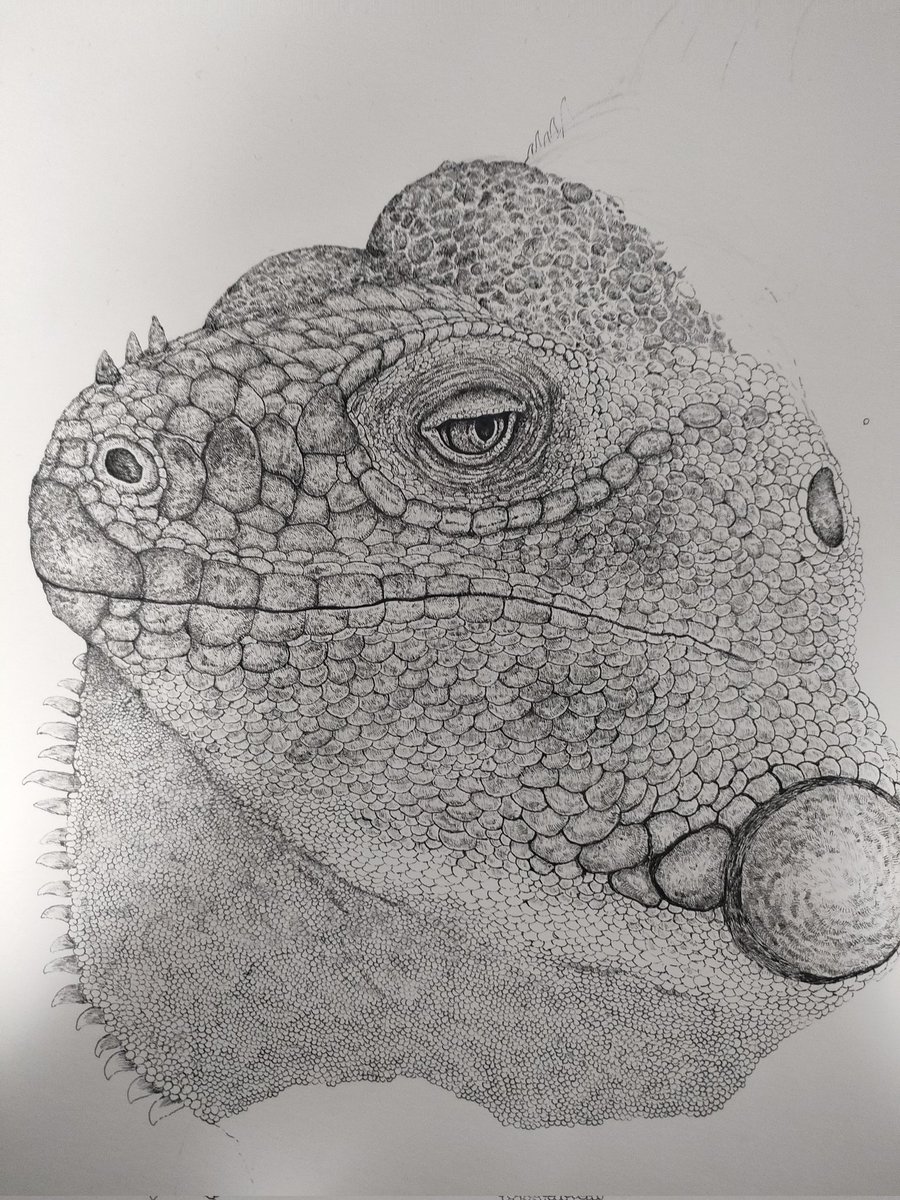 ひいらぎ−ペン画 (@helmmira330) / Posts / X